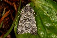 Polymixis xanthomista