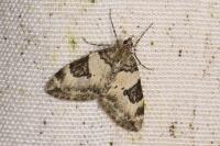 Thera vetustata
