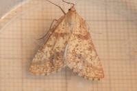 Aspitates ochrearia