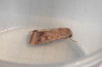 Helicoverpa armigera