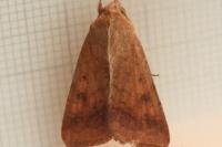 Helicoverpa armigera