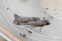 Epilecta linogrisea