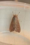 Mythimna unipuncta