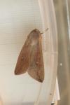 Mythimna unipuncta