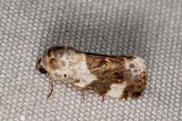 Acontia lucida