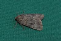 Amphipyra pyramidea/Amphipyra berbera
