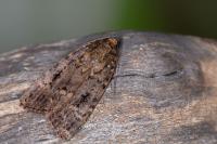 Amphipyra berbera svenssoni