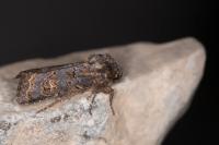 Tholera cespitis