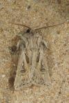Agrotis graslini