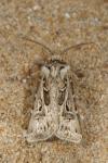Agrotis vestigialis