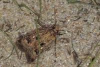 Agrotis trux