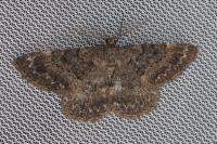 Selidosema taeniolaria