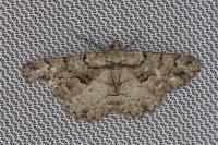 Peribatodes ilicaria ilicaria