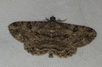 Peribatodes rhomboidaria rhomboidaria
