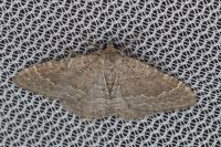 Cataclysme riguata