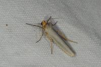 Eilema caniola