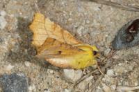 Ennomos alniaria