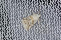 Eublemma candidana