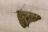 Chloroclysta siterata