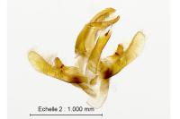 Catoptria falsella