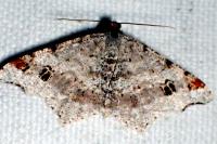 Macaria alternata