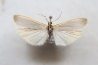 Eilema caniola