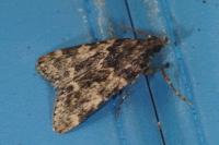 Aglossa caprealis