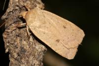 Xestia castanea