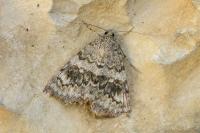 Catocala elocata