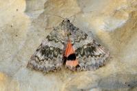 Catocala elocata