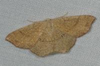 Cyclophora ruficiliaria