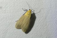Lithosia quadra