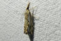Catoptria falsella