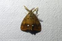 Orgyia antiqua