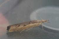 Agriphila geniculea