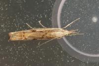 Agriphila geniculea