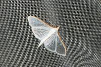 Palpita vitrealis