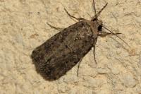 Spodoptera exigua