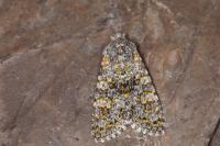 Polymixis xanthomista
