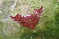 Scoliopteryx libatrix