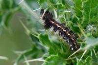 Acronicta rumicis