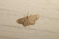 Idaea biselata