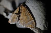 Eulithis testata