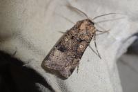 Agrotis trux