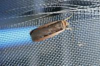 Ochropleura leucogaster