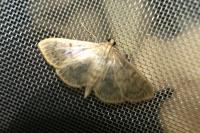 Patania ruralis