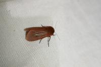Phragmatobia fuliginosa