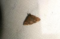 Pyrausta despicata