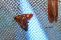 Pyrausta purpuralis
