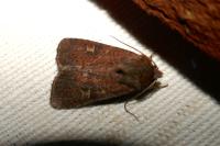 Xestia xanthographa